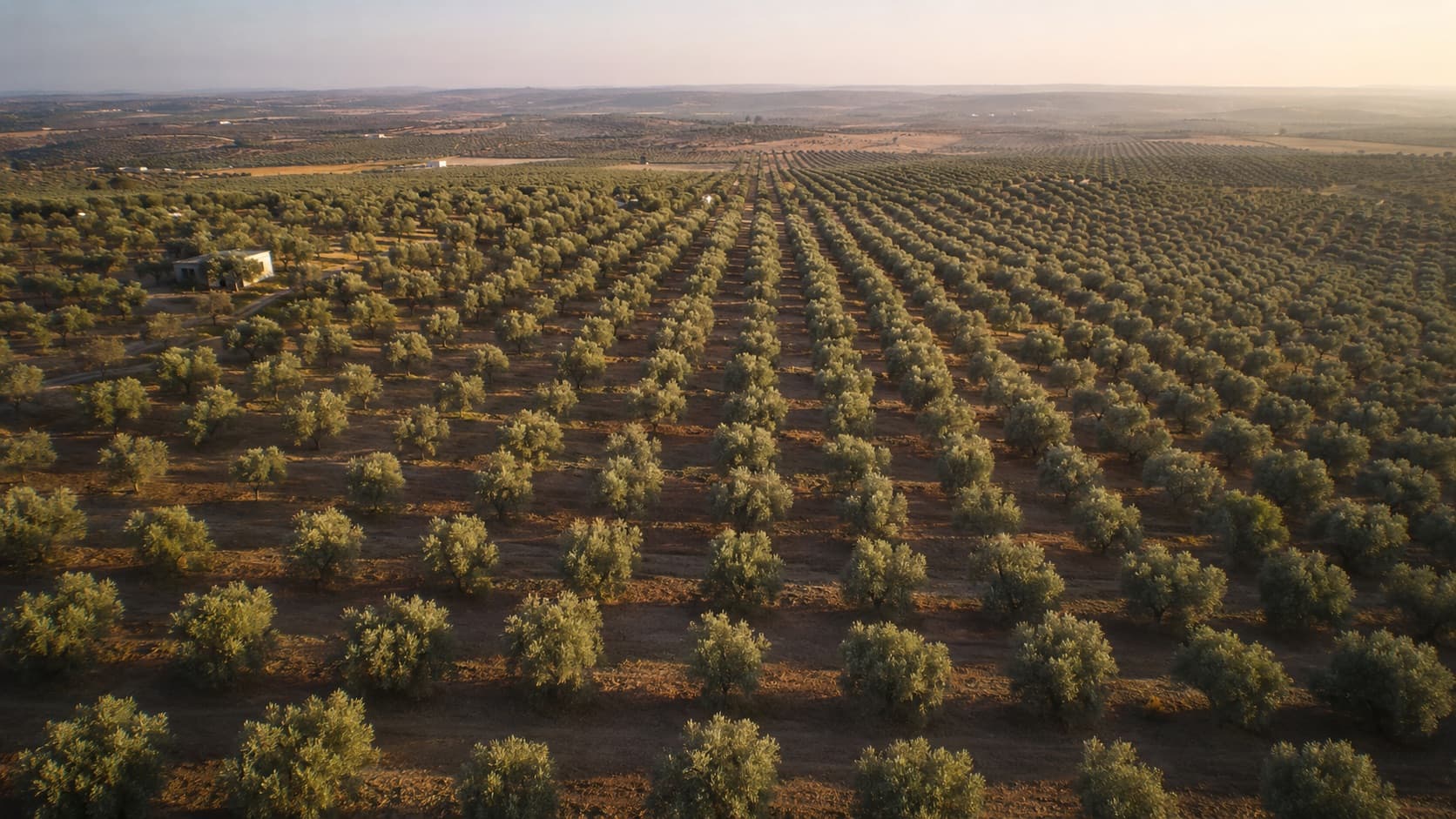Vue aérienne d'oliveraies tunisiennes alignées jusqu'à l'horizon